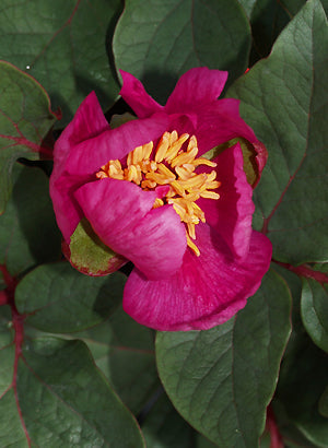 PAEONIA CAMBESSEDESII RED LEAF