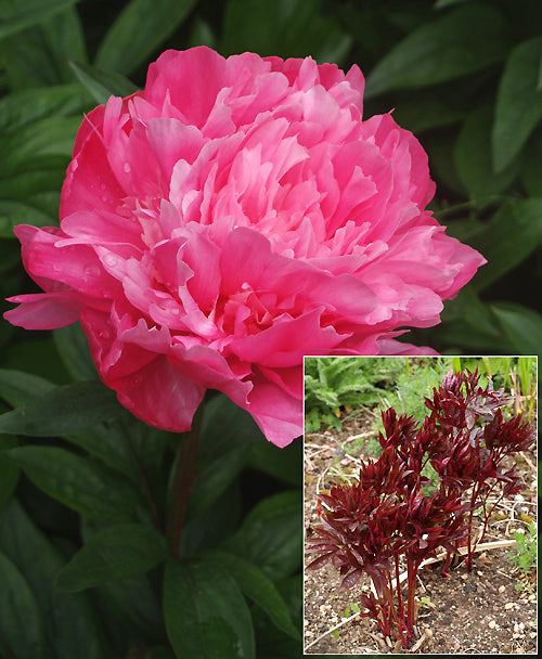 PAEONIA 'EDEN'S PERFUME'