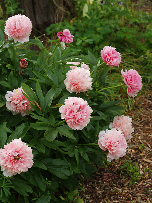 PAEONIA OFFICINALIS 'ROSEA PLENA'
