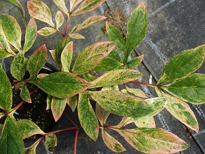 PAEONIA LACTIFLORA variegated 'INSPECTEUR LAVERGNE'
