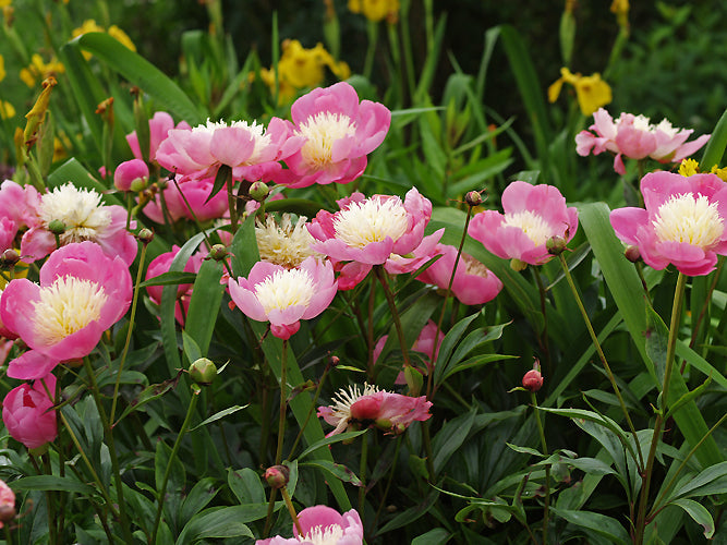 PAEONIA LACTIFLORA 'WLADYSLAWA'