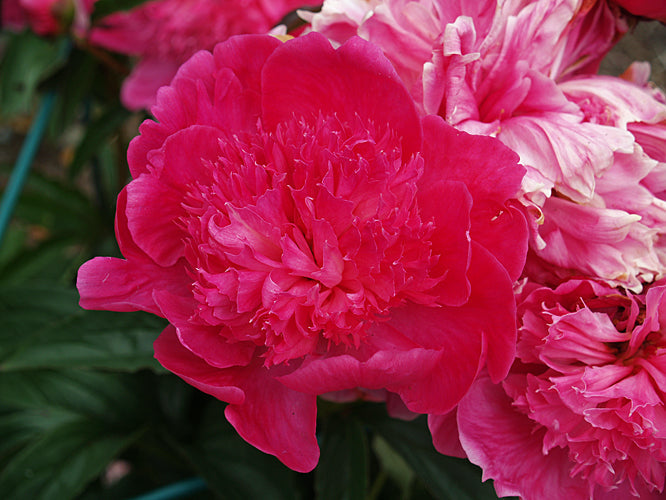 PAEONIA LACTIFLORA 'BARBARA'
