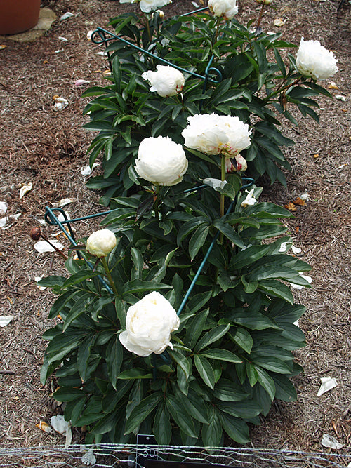PAEONIA LACTIFLORA 'MARIE LEMOINE' – Cotswold Garden Flowers