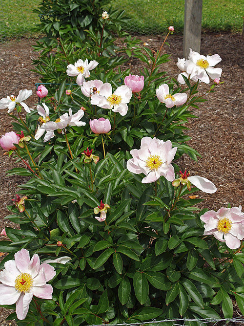 PAEONIA LACTIFLORA 'NYMPHE'