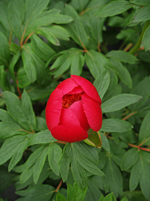 PAEONIA TOMENTOSA
