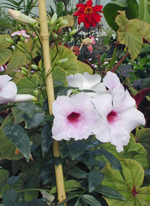 PANDOREA JASMINOIDES 'ROSEA SUPERBA'