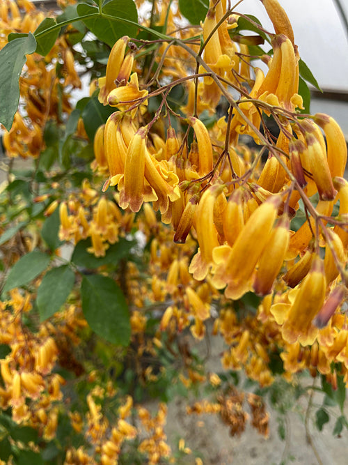 PANDOREA PANDORINA 'GOLDEN SHOWERS'