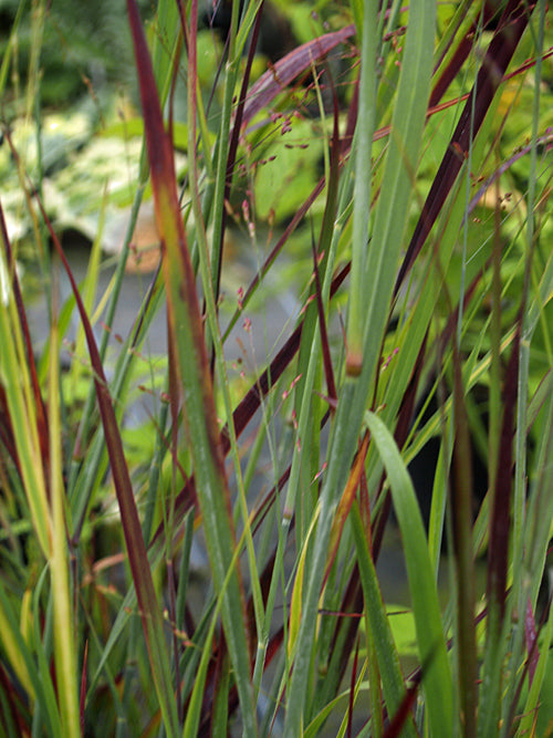 PANICUM VIRGATUM 'HEILIGER HAIN'