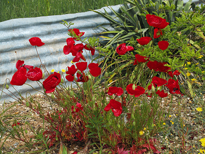 PAPAVER GUERLEKENSE W&B BG K-5
