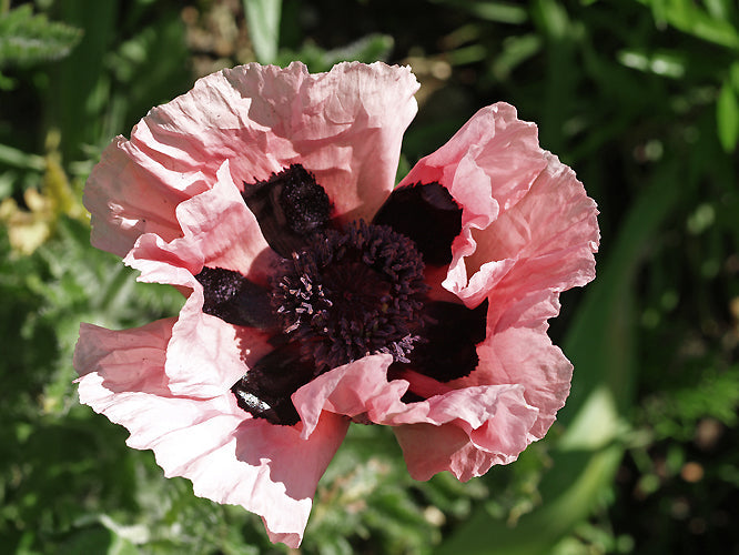 PAPAVER ORIENTALE 'CEDRIC MORRIS'