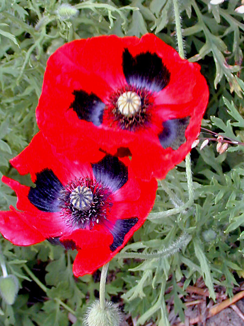 PAPAVER COMMUTATUM