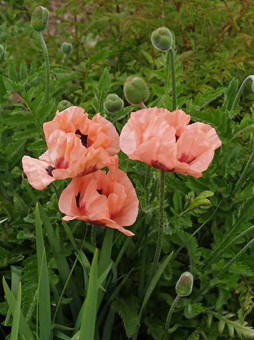 PAPAVER ORIENTALE 'DIANA CLARE'