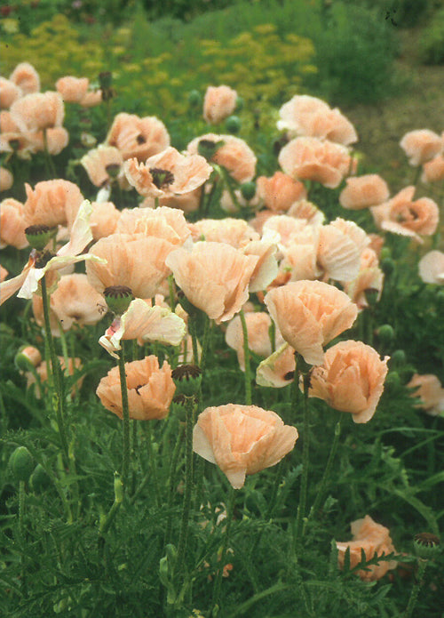 PAPAVER ORIENTALE 'HELEN ELISABETH'