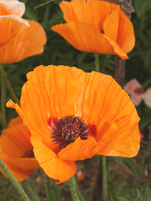 PAPAVER ORIENTALE 'HARVEST MOON'
