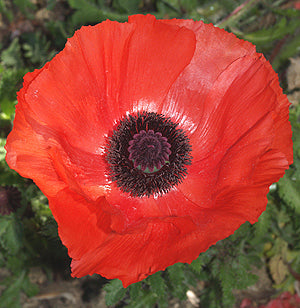 PAPAVER 'JACINTH'