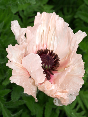 PAPAVER ORIENTALE 'JULIANE'