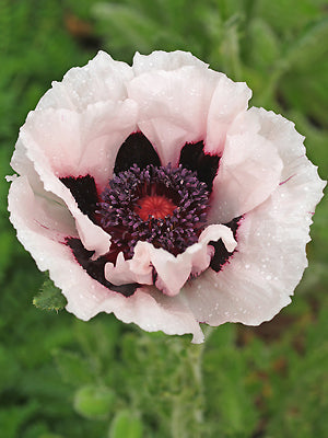 PAPAVER ORIENTALE 'LOUVRE'