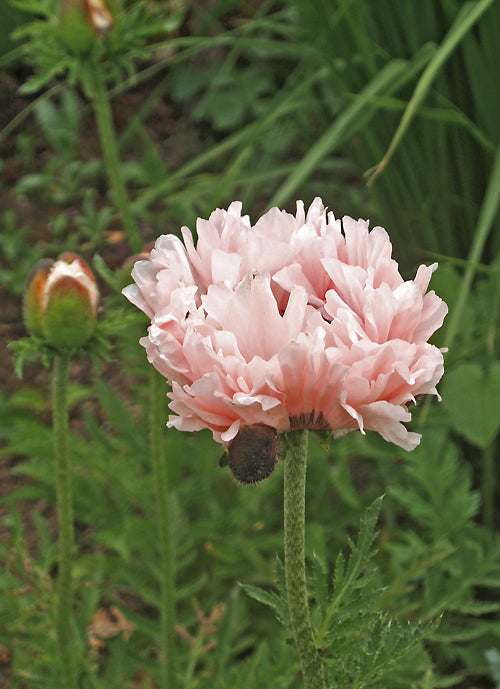 PAPAVER ORIENTALE 'MISS PIGGY'