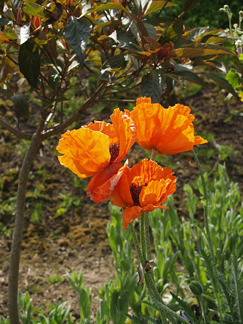 PAPAVER ORIENTALE 'ORANGEADE MAISON'