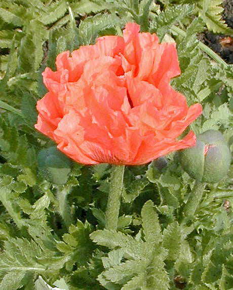 PAPAVER ORIENTALE 'PINK PEARL'