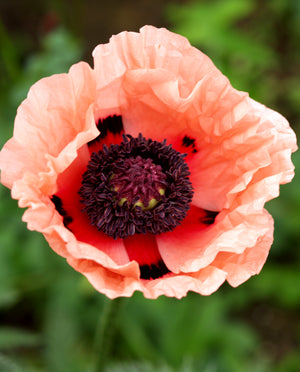 PAPAVER ORIENTALE 'POLKA'