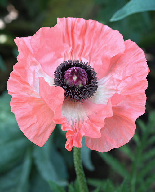 PAPAVER ORIENTALE 'SHASTA'