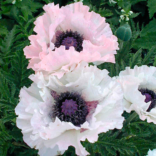 PAPAVER ORIENTALE 'SNOW GOOSE'
