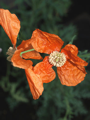 PAPAVER TRINIIFOLIUM RCB AM-10
