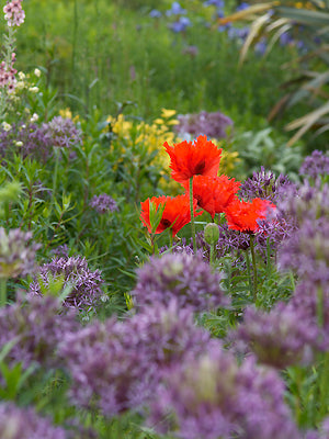 PAPAVER ORIENTALE 'TÜRKENLOUIS'