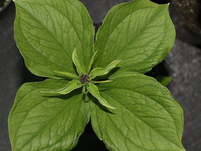 PARIS QUADRIFOLIA JMH 7993