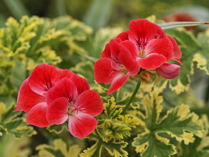 PELARGONIUM 'PHYLLIS'
