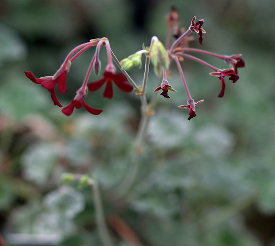 PELARGONIUM SIDOIDES form 2