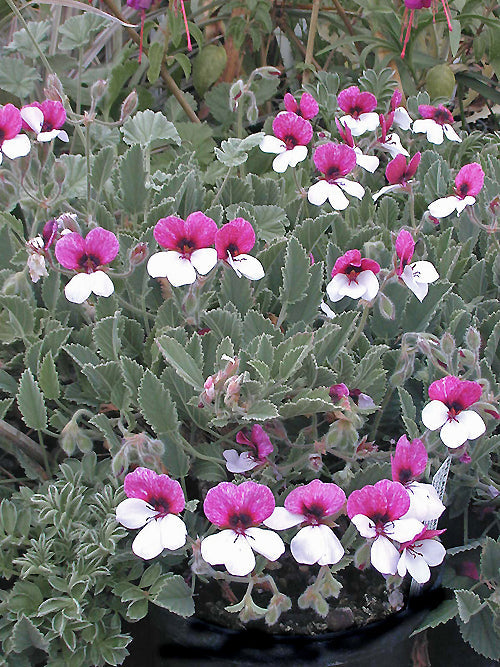 PELARGONIUM 'SPLENDIDE'