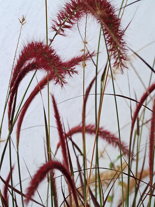PENNISETUM SETACEUM 'RUBRUM'