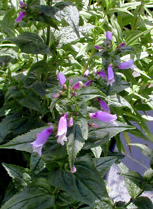 PENSTEMON SMALLII