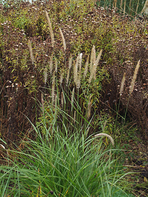 PENNISETUM 'FAIRY TAILS'