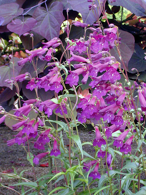 PENSTEMON 'BLACKBIRD'