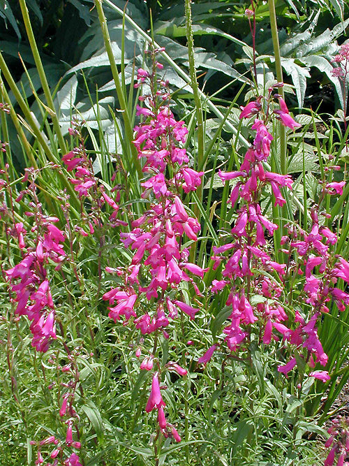PENSTEMON 'LYNETTE'