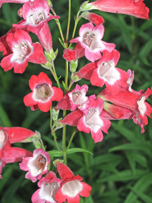 PENSTEMON 'MYDDLETON GEM'
