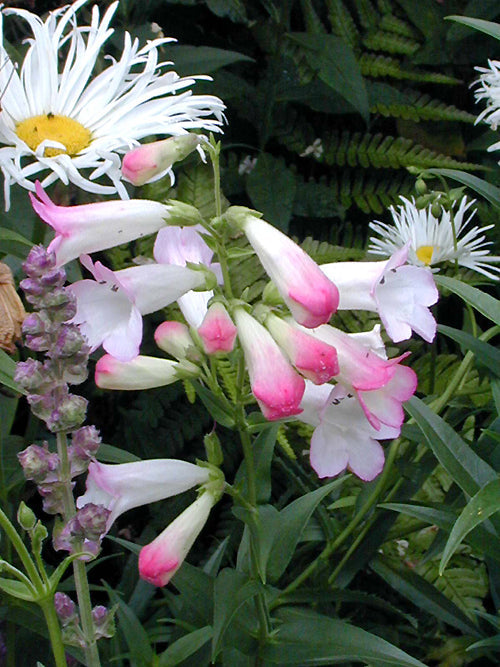 PENSTEMON 'OSPREY'