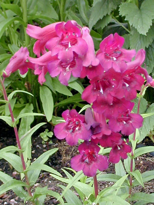 PENSTEMON 'PORT WINE'