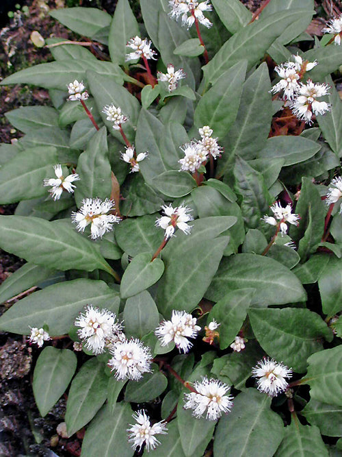 PERSICARIA TENUICAULIS