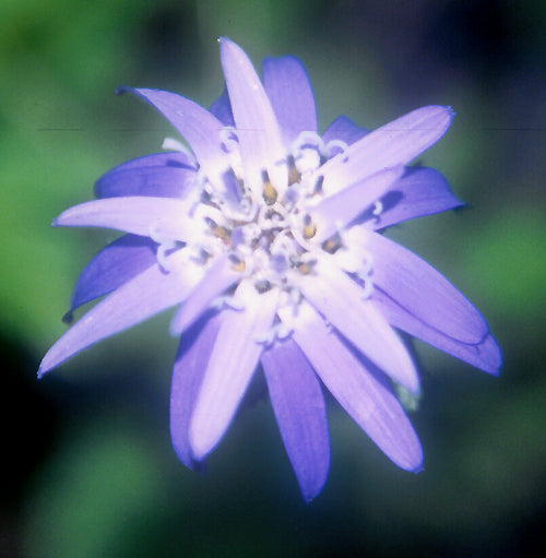 PEREZIA SP. RCB RA-F-8