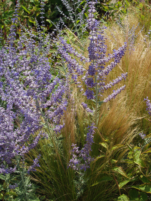 PEROVSKIA 'BLUE SPIRE'
