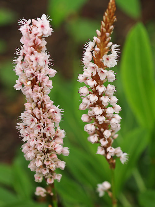 PERSICARIA AFFINIS 'DONALD LOWNDES'