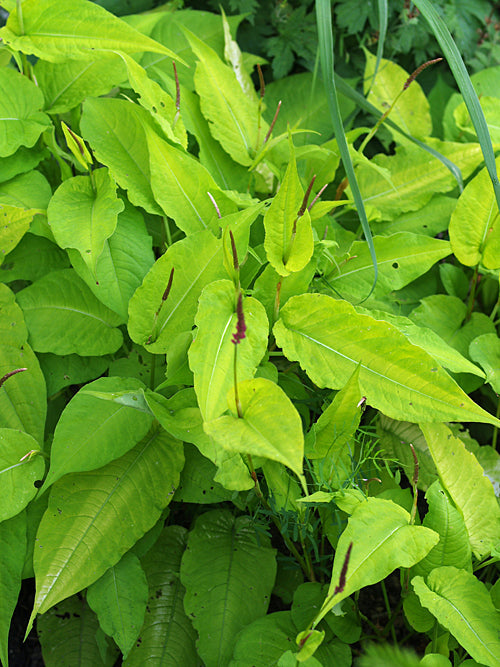PERSICARIA AMPLEXICAULIS 'COTTESBROOKE GOLD'