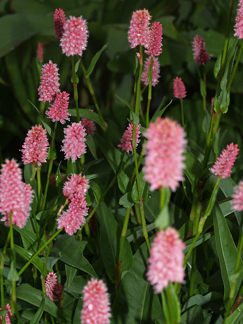 PERSICARIA BISTORTA DWARF SHELL-PINK