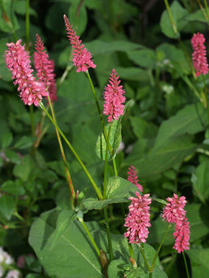 PERSICARIA AMPLEXICAULIS 'INVERLEITH'