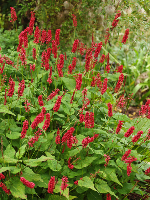 PERSICARIA AMPLEXICAULIS 'JS CALIENTE'