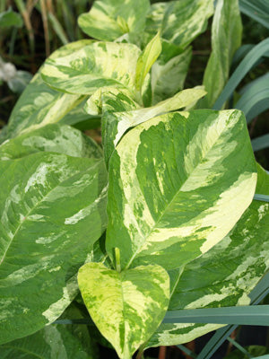 PERSICARIA VIRGINIANA 'VARIEGATA'